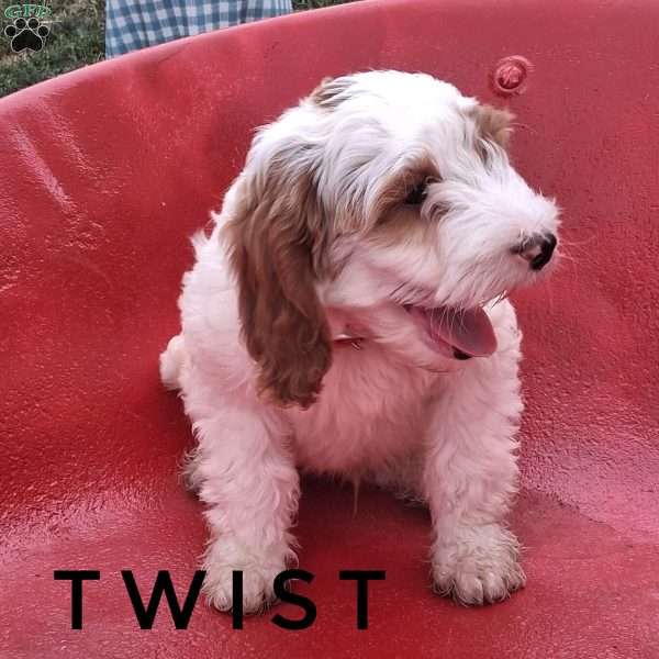 Twist, Cavapoo Puppy