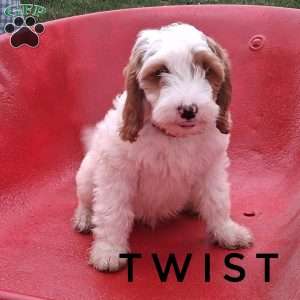 Twist, Cavapoo Puppy