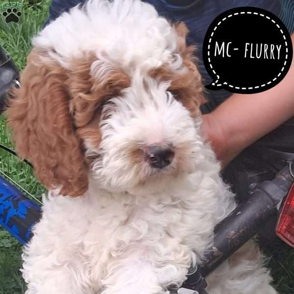 McFlurry, Cavapoo Puppy