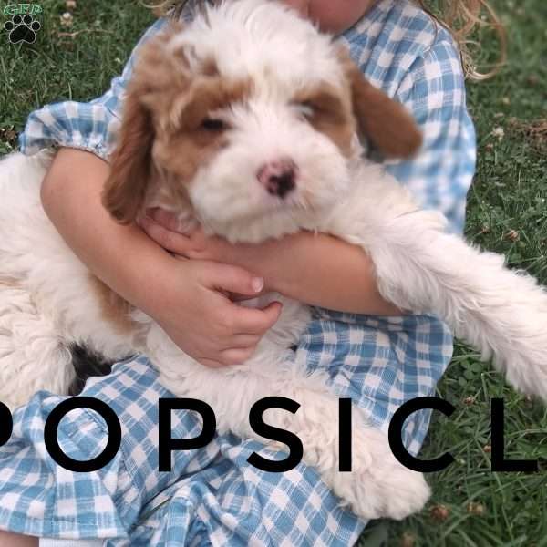Popsicle Joy, Cavapoo Puppy