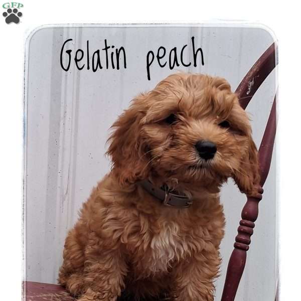 Gelatin Peach, Cavapoo Puppy