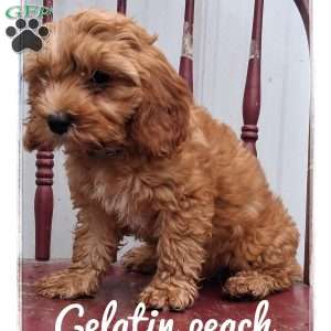 Gelatin Peach, Cavapoo Puppy