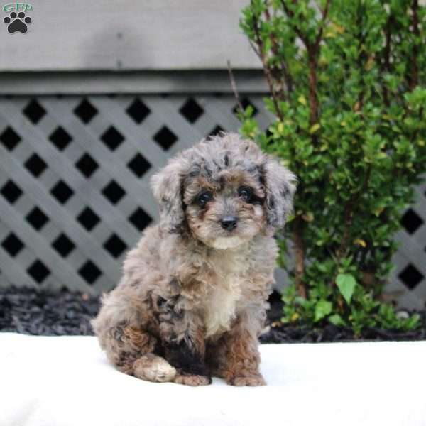 Eldon, Cavapoo Puppy