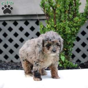 Eldon, Cavapoo Puppy