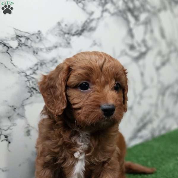 George, Cavapoo Puppy