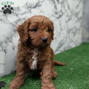 George, Cavapoo Puppy