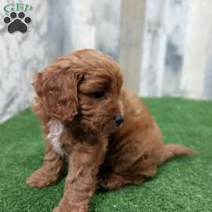 George, Cavapoo Puppy