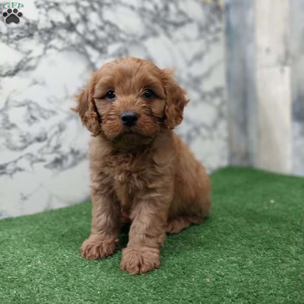 Gary, Cavapoo Puppy