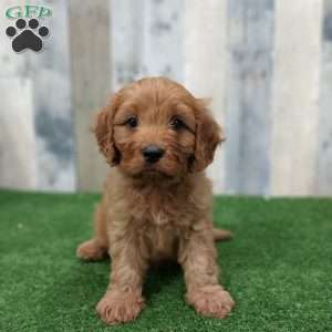 Gary, Cavapoo Puppy