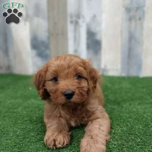 Gary, Cavapoo Puppy