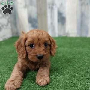 Gunner, Cavapoo Puppy