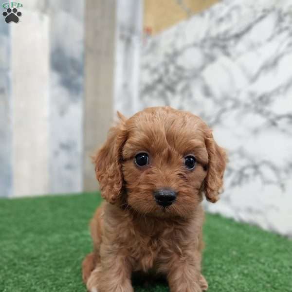 Gunner, Cavapoo Puppy