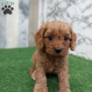 Gunner, Cavapoo Puppy