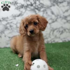 Snickers, Cavapoo Puppy