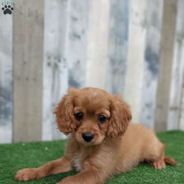 Snickers, Cavapoo Puppy