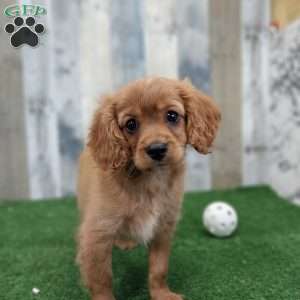 Snickers, Cavapoo Puppy