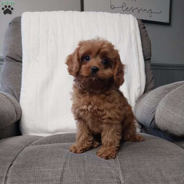 Freda, Cavapoo Puppy