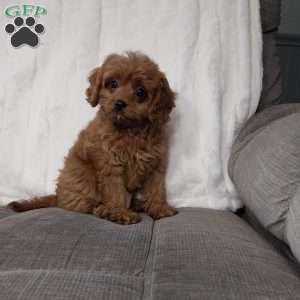 Freda, Cavapoo Puppy