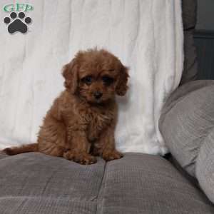 Freda, Cavapoo Puppy