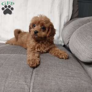 Freda, Cavapoo Puppy