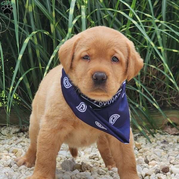Iris, Fox Red Labrador Retriever Puppy