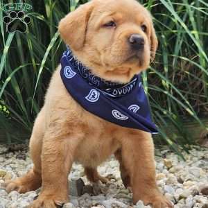 Iris, Fox Red Labrador Retriever Puppy
