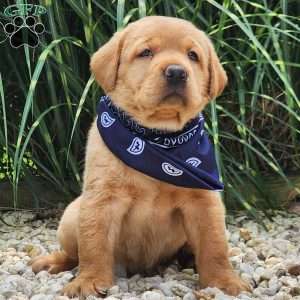Iris, Fox Red Labrador Retriever Puppy