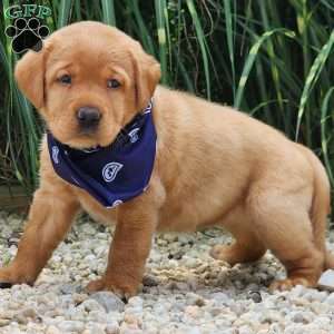 Iris, Fox Red Labrador Retriever Puppy