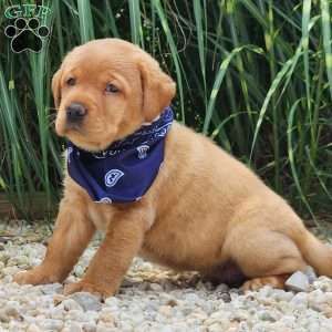 Iris, Fox Red Labrador Retriever Puppy
