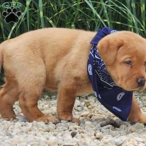 Iris, Fox Red Labrador Retriever Puppy