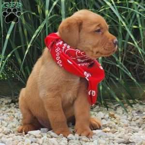 Ivy, Fox Red Labrador Retriever Puppy