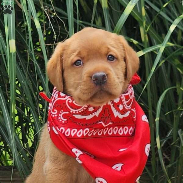 Ivy, Fox Red Labrador Retriever Puppy