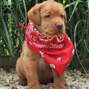 Ivy, Fox Red Labrador Retriever Puppy