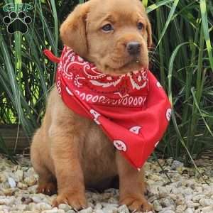 Ivy, Fox Red Labrador Retriever Puppy