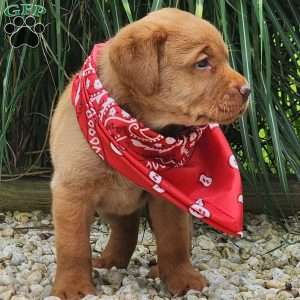 Ivy, Fox Red Labrador Retriever Puppy