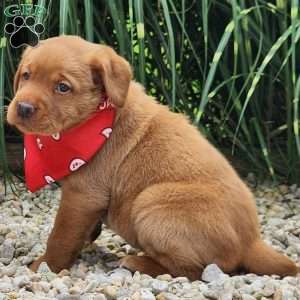 Ivy, Fox Red Labrador Retriever Puppy