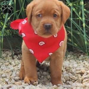 Ivy, Fox Red Labrador Retriever Puppy
