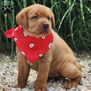 Ivy, Fox Red Labrador Retriever Puppy