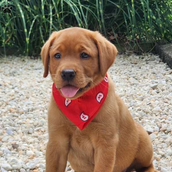Ivy, Fox Red Labrador Retriever Puppy