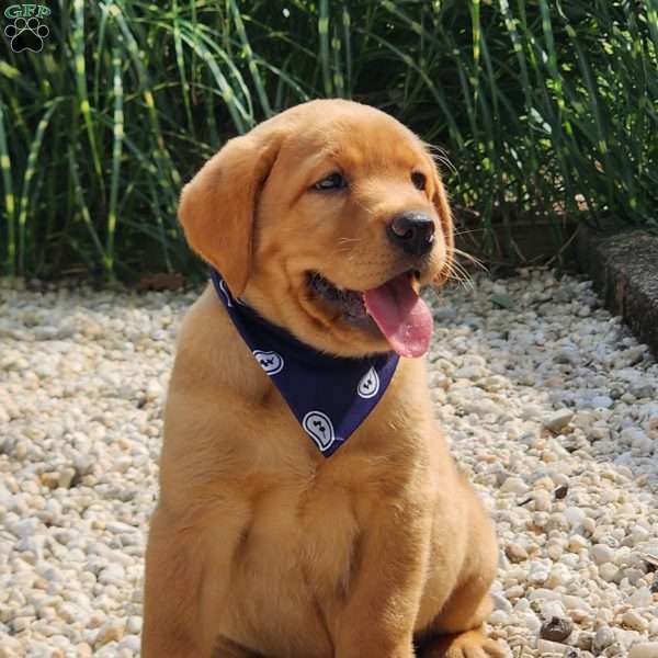 Iris, Fox Red Labrador Retriever Puppy