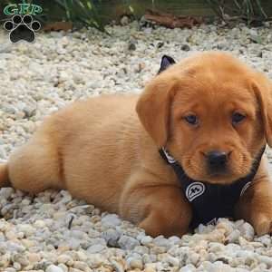 Jasper, Fox Red Labrador Retriever Puppy