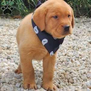 Jasper, Fox Red Labrador Retriever Puppy
