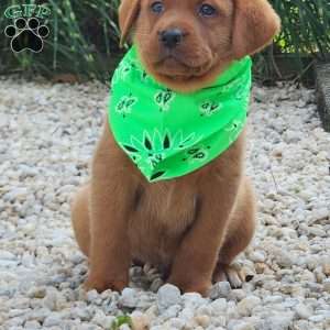Jagger, Fox Red Labrador Retriever Puppy