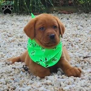 Jagger, Fox Red Labrador Retriever Puppy
