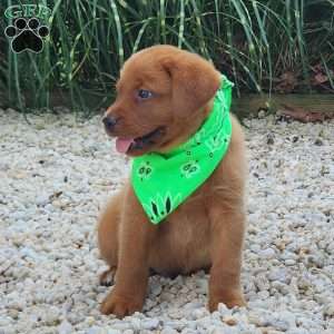 Jagger, Fox Red Labrador Retriever Puppy
