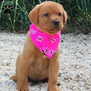 Julia, Fox Red Labrador Retriever Puppy