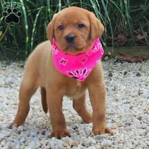 Julia, Fox Red Labrador Retriever Puppy