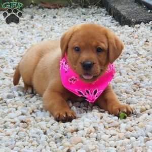 Julia, Fox Red Labrador Retriever Puppy