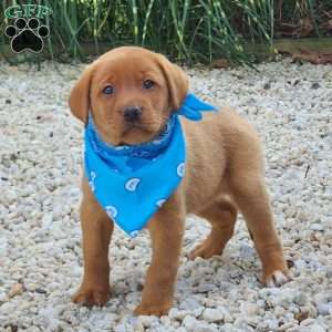 Jasmine, Fox Red Labrador Retriever Puppy