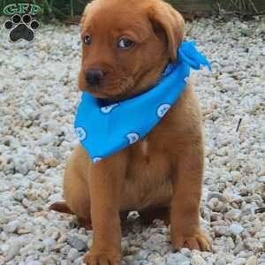 Jasmine, Fox Red Labrador Retriever Puppy